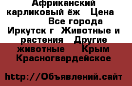 Африканский карликовый ёж › Цена ­ 6 000 - Все города, Иркутск г. Животные и растения » Другие животные   . Крым,Красногвардейское